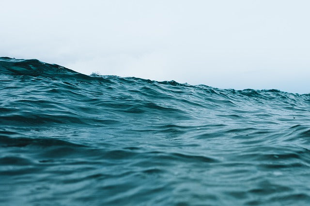 From the Depths: The World’s Most Deadly, Scary, and Dangerous Fish